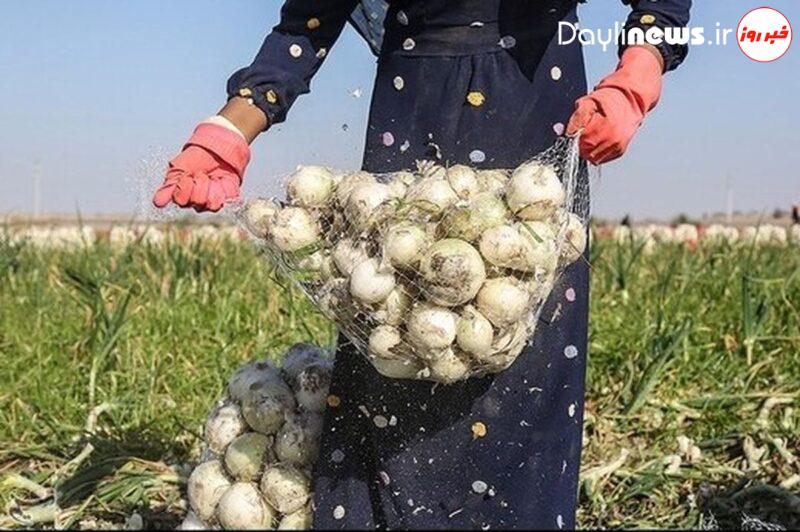 اتحادیه بارفروشان: پیاز ارزان شد