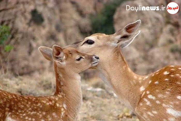 راه اندازی گردشگری زیست محیطی با ایجاد سایت گوزن زرد در خرم آباد