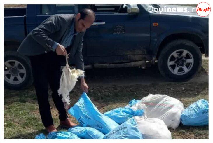 رها کردن بیش از ۲۰۰ لاشه‎ مرغ تلف شده در اطراف طبیعت و زمین های کشاورزی یکی از روستاهای شهرستان ازنا