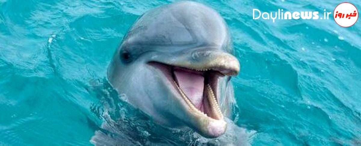 شباهت عجیب صدای دلفینها و کیمکارداشیان