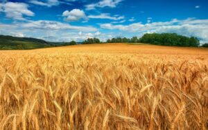 مطالبات گندمکاران خوزستانی تا اوایل هفته آینده پرداخت می‌شود