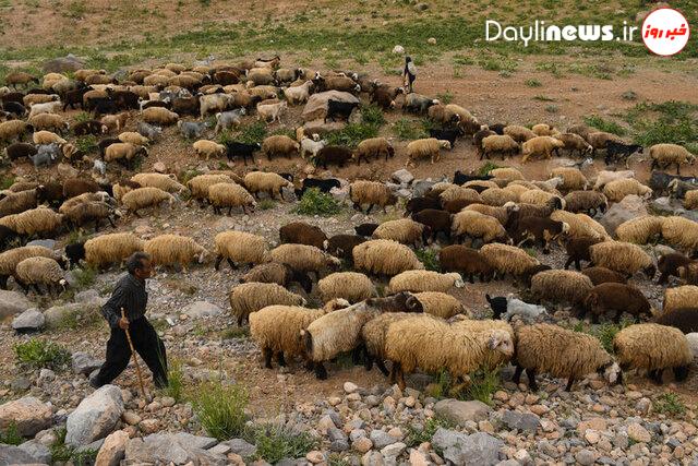 ١۶۵٠ دام غیرمجاز از مناطق تحت مدیریت لرستان به خارج از مناطق هدایت شدند