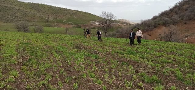 امحاء ۶ هکتار از زمین‌های کشت شده گیاهان غیرمجاز در دلفان