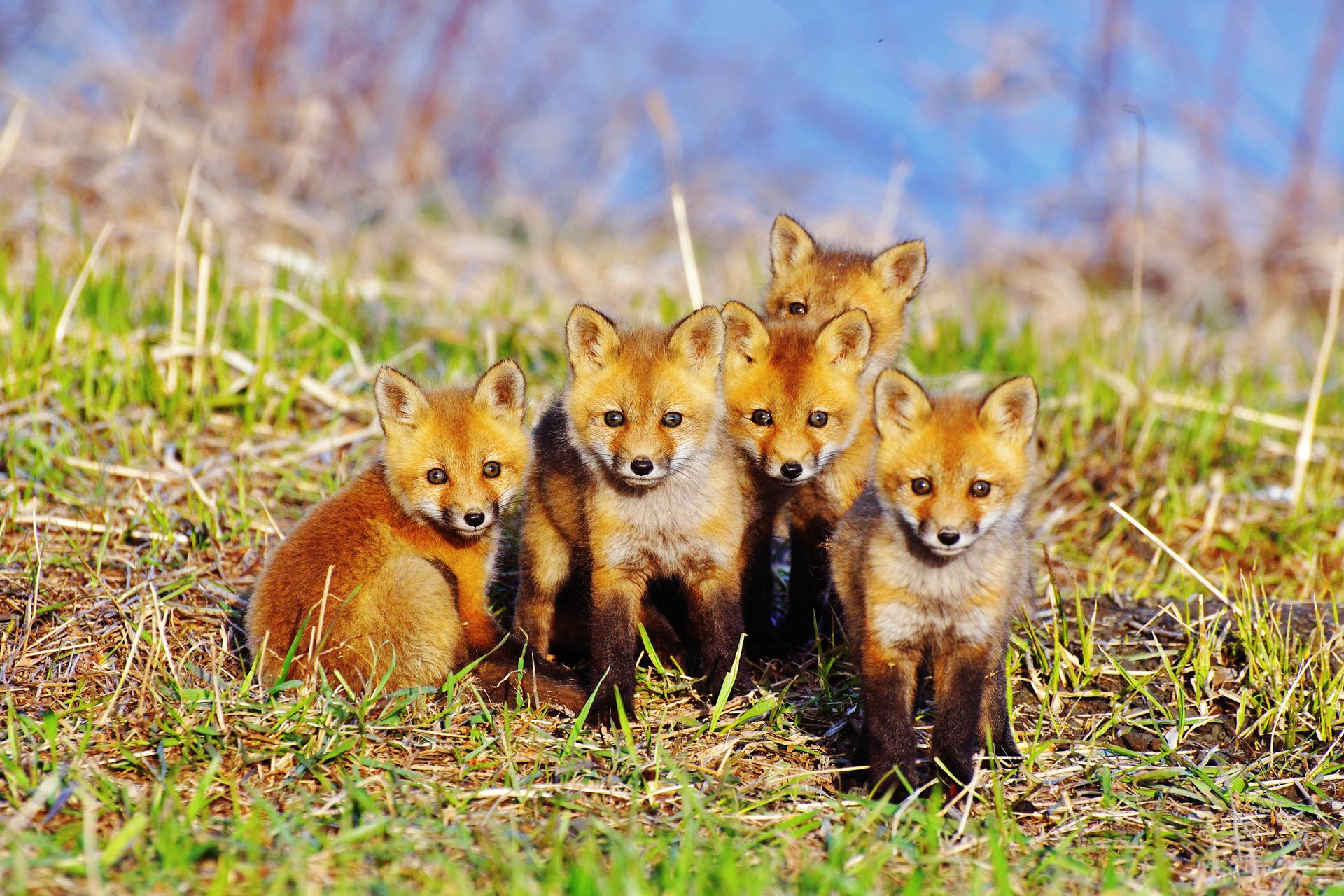 کشاورز ازنایی ۵ توله روباه سرگردان را به محیط زیست تحویل داد