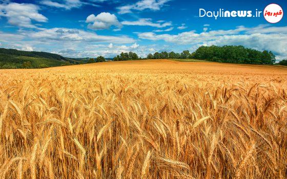 مطالبات گندمکاران خوزستانی تا اوایل هفته آینده پرداخت می‌شود