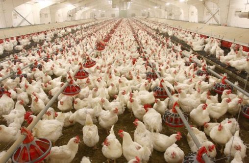دلایل کمبود و گرانی مرغ در لرستان/ بازار مرغ متعادل می‌شود