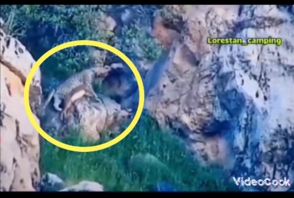 ثبت اولین تصویر از پلنگ ایرانی در حال شکار بز کوهی در لرستان