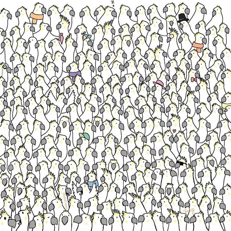 باشگاه مغز | 10 ثانیه ای کبوترهای پنهان بین طوطی ها را پیدا کنید