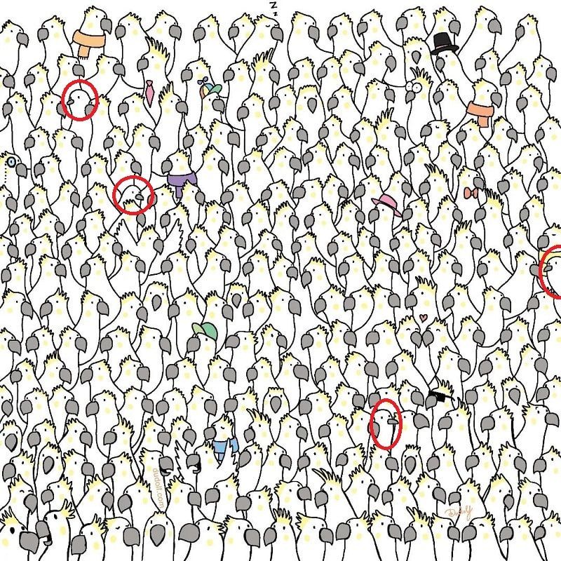 باشگاه مغز | 10 ثانیه ای کبوترهای پنهان بین طوطی ها را پیدا کنید