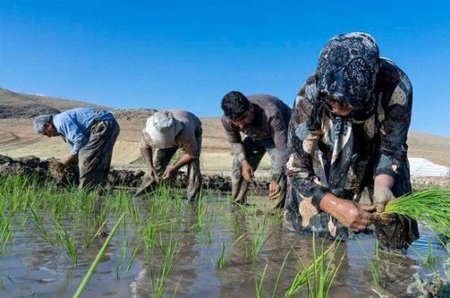 فوت دومین جوان کشاورز در مازندران بر اثر بیماری “تب شالیزار”