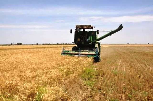 Iran reports 32% rise in April-May wheat output