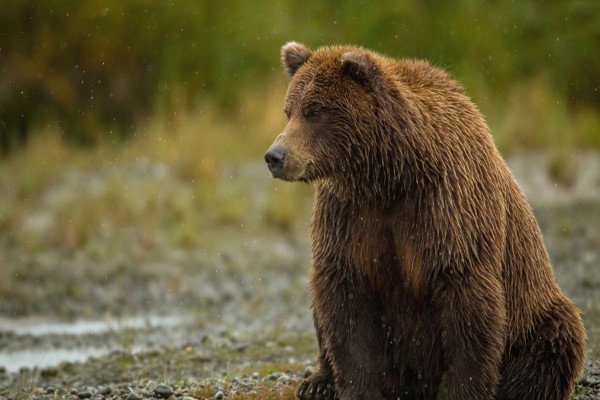 VIDEO: Brown bear spotted in Golestan province