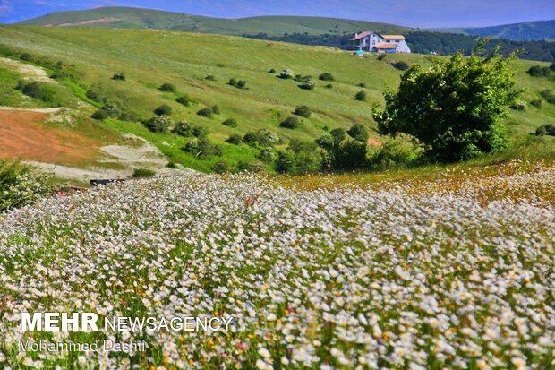 VIDEO: Daisy flowers plain in Lorestan province