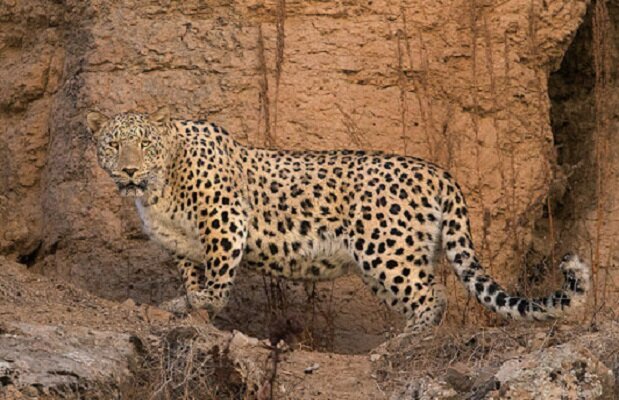 VIDEO: Leopard spotted in Kohgiluyeh and Boyer-Ahmad