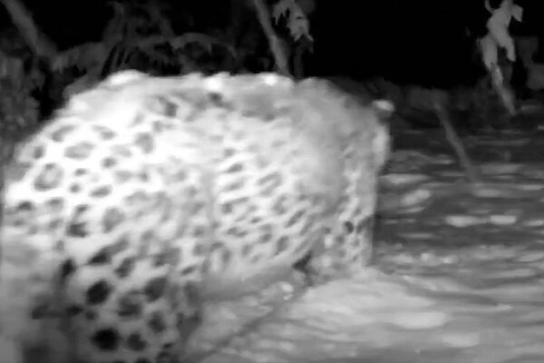 VIDEO: Persian leopard spotted in Iran’s Savadkuh