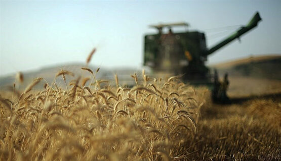 پیش بینی برداشت بیش از ۶۰ هزار تن گندم از مزارع شهرستان