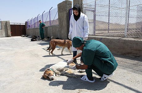 شهرداران استان برای نگهداری سگ‌های بلاصاحب جایگاهی را در نظر بگیرند/ شهرداری‌ها برای عقیم‌سازی سگ‌های بلاصاحب با مراکز درمان بخش خصوصی قرارداد منعقد کنند