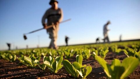 با تکمیل طرح های پیشران کشاورزی تولید و اشتغال استان لرستان افزایش پیدا می کند