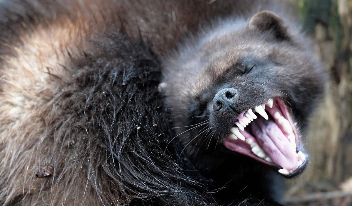 مشاهده یک دَله منقرض شده پس از ۱۰۱ سال/ عکس