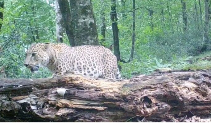 VIDEO: Beautiful footage of wildlife in N Iran