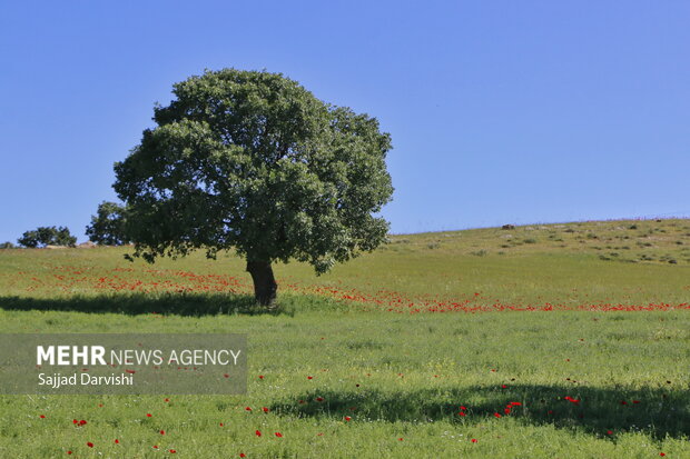 VIDEO: Exquisite nature of Kaleybar in NW Iran