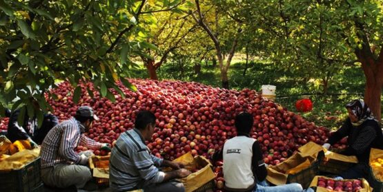 برداشت سالانه ۴۸ هزار تُن سیب در بروجرد