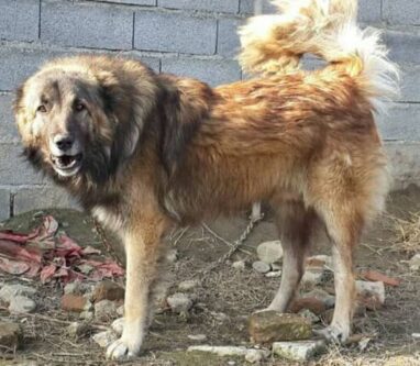 حمله سگ هار به شهروندان مرندی ۱۲تن را روانه بیمارستان کرد
