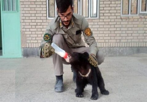 انتقال «نیکا و نیما» دو توله خرس سیاه بلوچی جهت درمان به تهران
