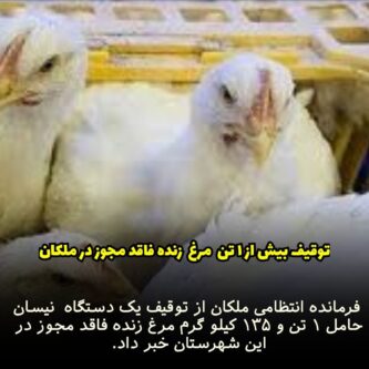 توقیف بیش از یک تن مرغ زنده فاقد مجوز در ملکان