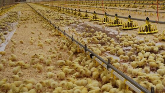 در استان کمبود مرغ نداریم/ جوجه‌ریزی ۸ میلیون و ۵۰۰ هزار قطعه‌ای در مرغداری‌های لرستان