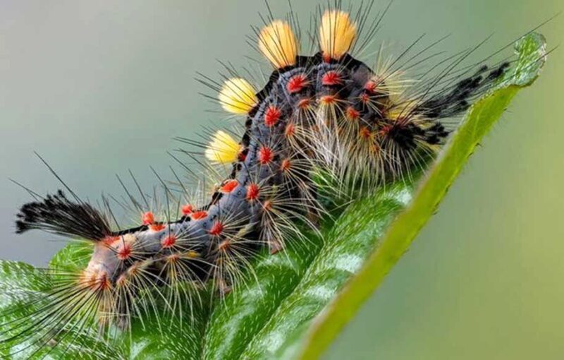 این کرم مجلل/ عکاسی ماکرو از کرم شاپرک خاشاک زنگاری