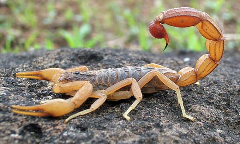 مردی که به راحتی عقرب زنده می خورد/ عکس