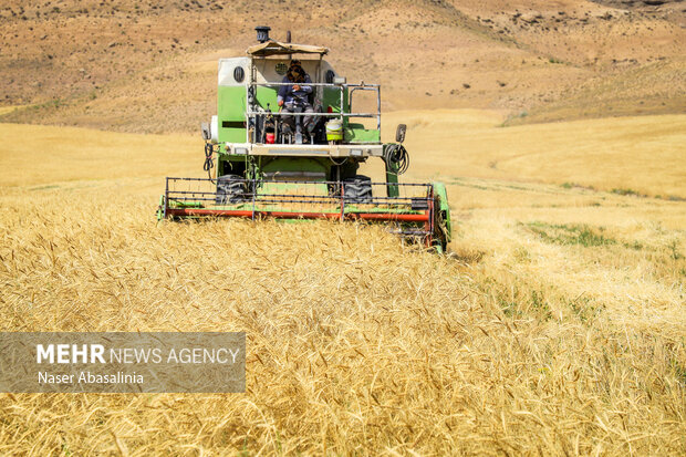 Iran’s wheat output reaches milestone of 10 million mt