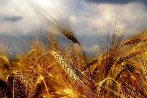 قیمت گندم در سال آینده نباید از ۲۰ هزار تومان کمتر باشد/ با قیمت فعلی کشاورزان ضرر می‌کنند