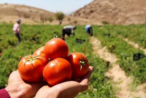 پیش‌بینی برداشت بیش از ۴۵ هزار تن گوجه فرنگی در لرستان