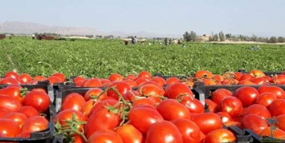 صادرات ۴۲ میلیون دلاری بخش کشاورزی در لرستان/ ۲۸ درصد اشتغال استان مربوط به بخش کشاورزی است