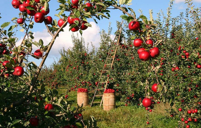 ۳۰ محصول باغبانی ایران در رتبه برتر جهانی