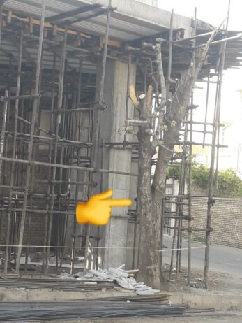 پر و بال درخت را برای ساخت و ساز بریدند