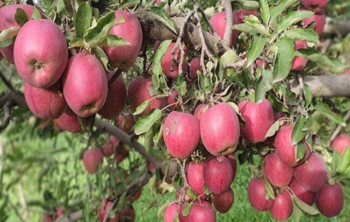 آغوش باغات زنوز میزبان خوش عطرترین برند جهانی