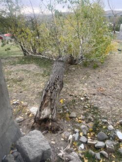 طوفان تبریز درخت را از جا کند!+عکس