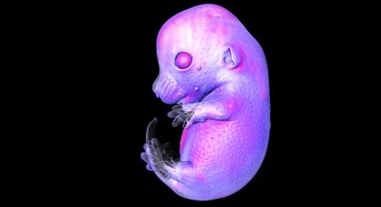 برندگان مسابقه عکاسی میکروسکوپی، از جنین موش تا عصب بینایی یک جونده