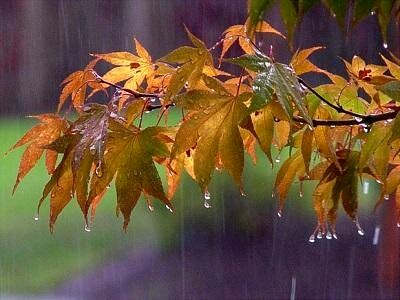 هوای بارانی ۱۲ استان کشور طی امروز