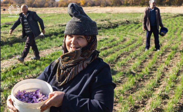 جشنواره  زعفران مرند در تقویم رویدادهای گردشگری آذربایجان شرقی ثبت شد