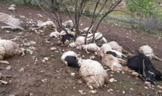 گرگ‌ها ۳۷ رأس گوسفند را در میانه دریدند
