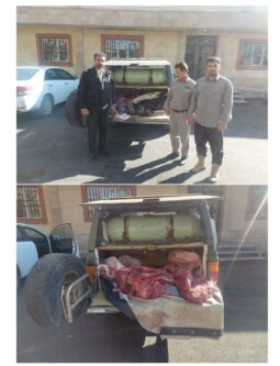 دستگیری شبانه شکارچیان غیرمجاز چهار رأس گراز وحشی در شهرستان سلسله