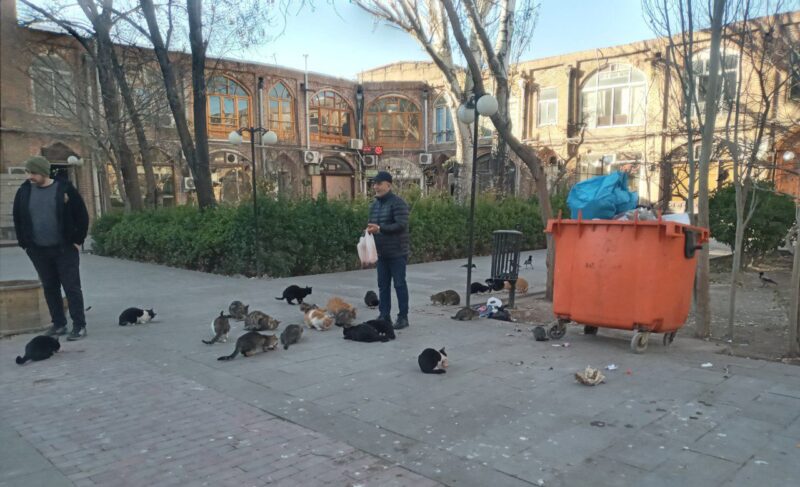 روایتی خواندنی از مرد تبریزی که بیش از ۲۲ سال به گربه های تبریز غذا می‌دهد