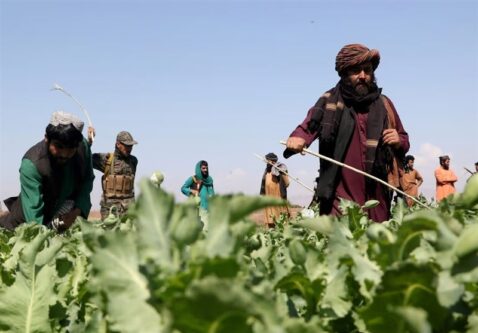 نظارت شدید و اقدامات قهری طالبان همزمان با آغاز کشت خشخاش در افغانستان