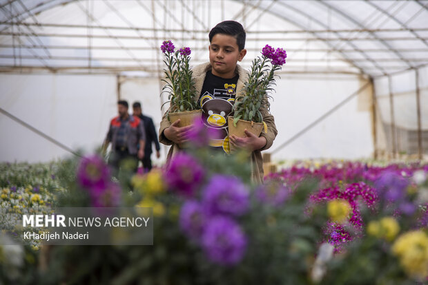 VIDEO: Stock flowers in Isfahan’s Khomeyni Shahr