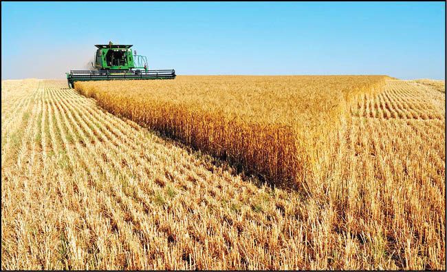 ۳۷۰ هزار هکتار از اراضی لرستان تحت پوشش طرح جهش تولید در دیمزار ها