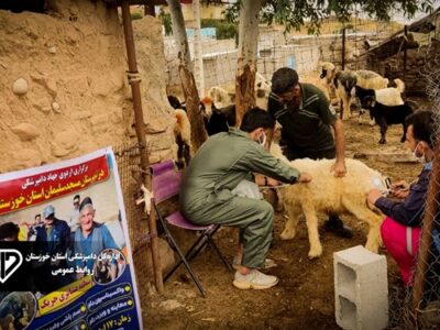 ارائه ۷۷ هزار خدمت رایگان دامپزشکی در اردو جهادی دامپزشکی شهرستان مسجدسلیمان